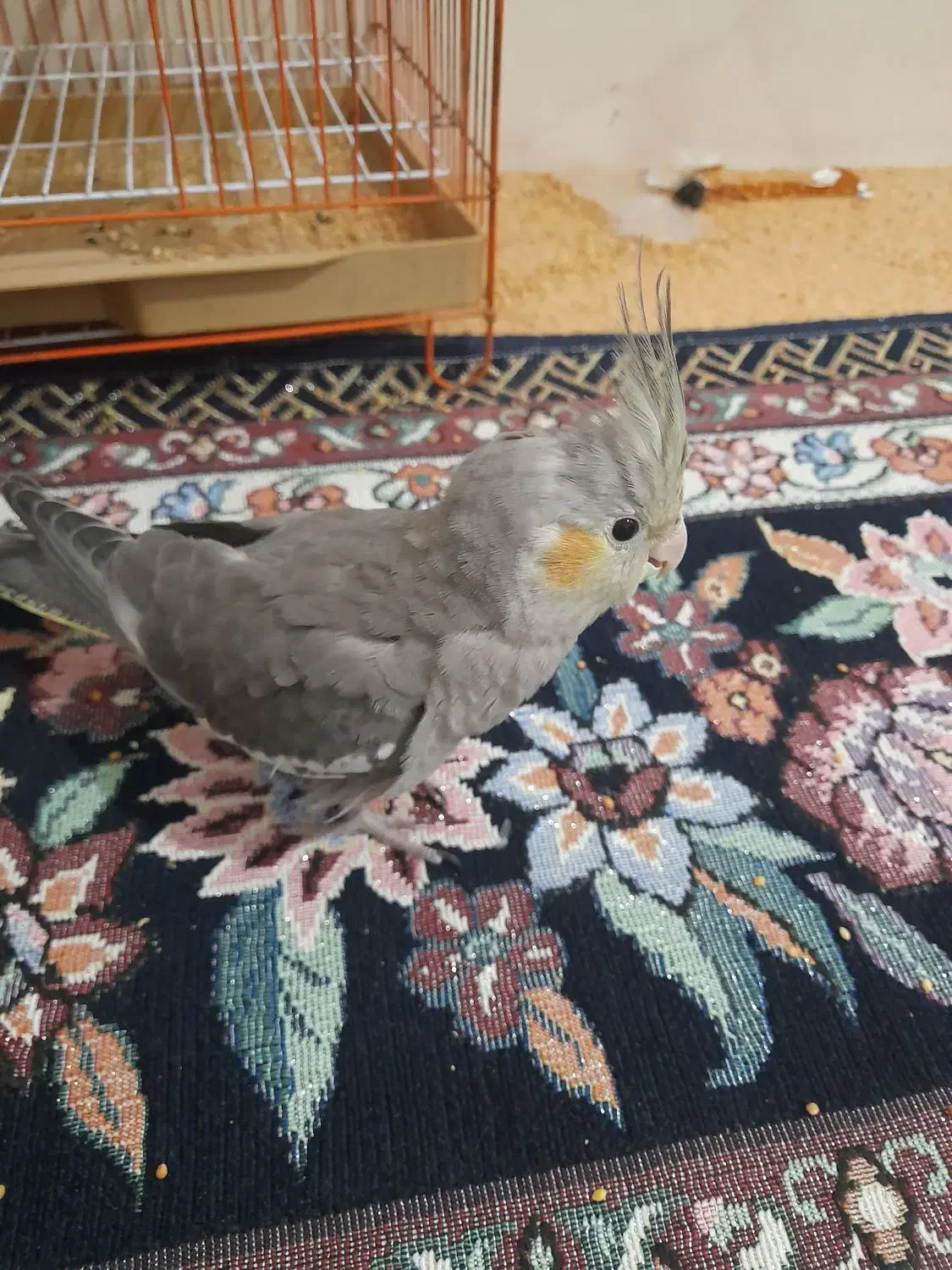 عروس هلندی|پرنده|بندرعباس, |دیوار