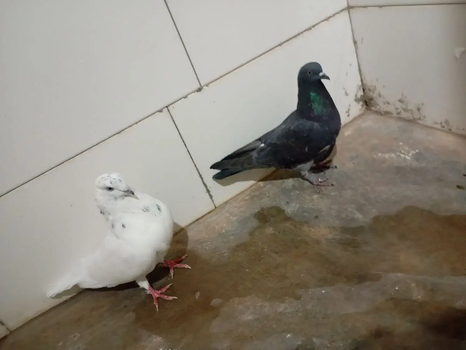 کاشانی نرو ماده|پرنده|مسجد سلیمان, |دیوار