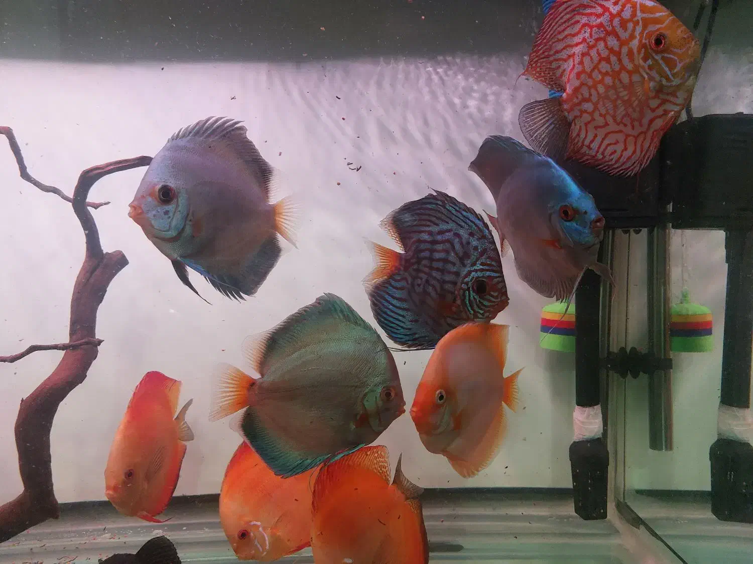 دیسکس عالی|ماهی|کرمان, |دیوار