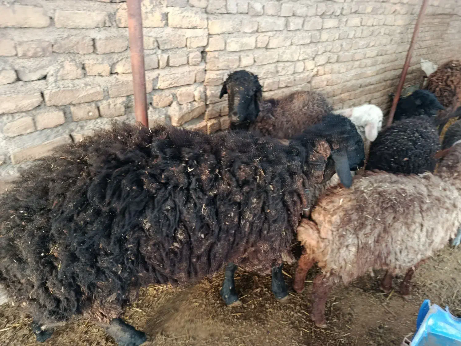 فروش گوسفند|حیوانات مزرعه|قرچک, صالح آباد|دیوار