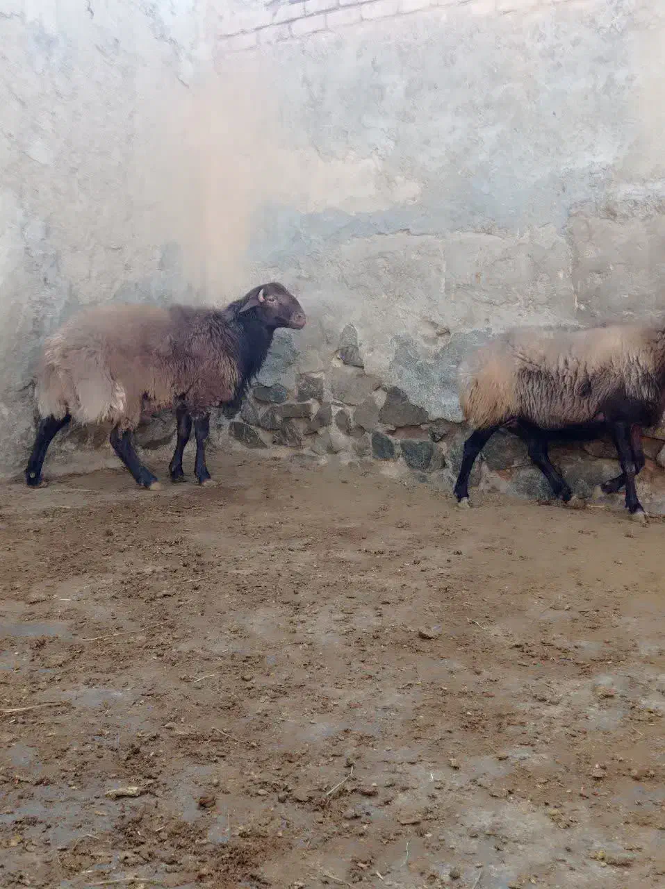 بره و میش چاق یک راس|حیوانات مزرعه|خنجین, |دیوار