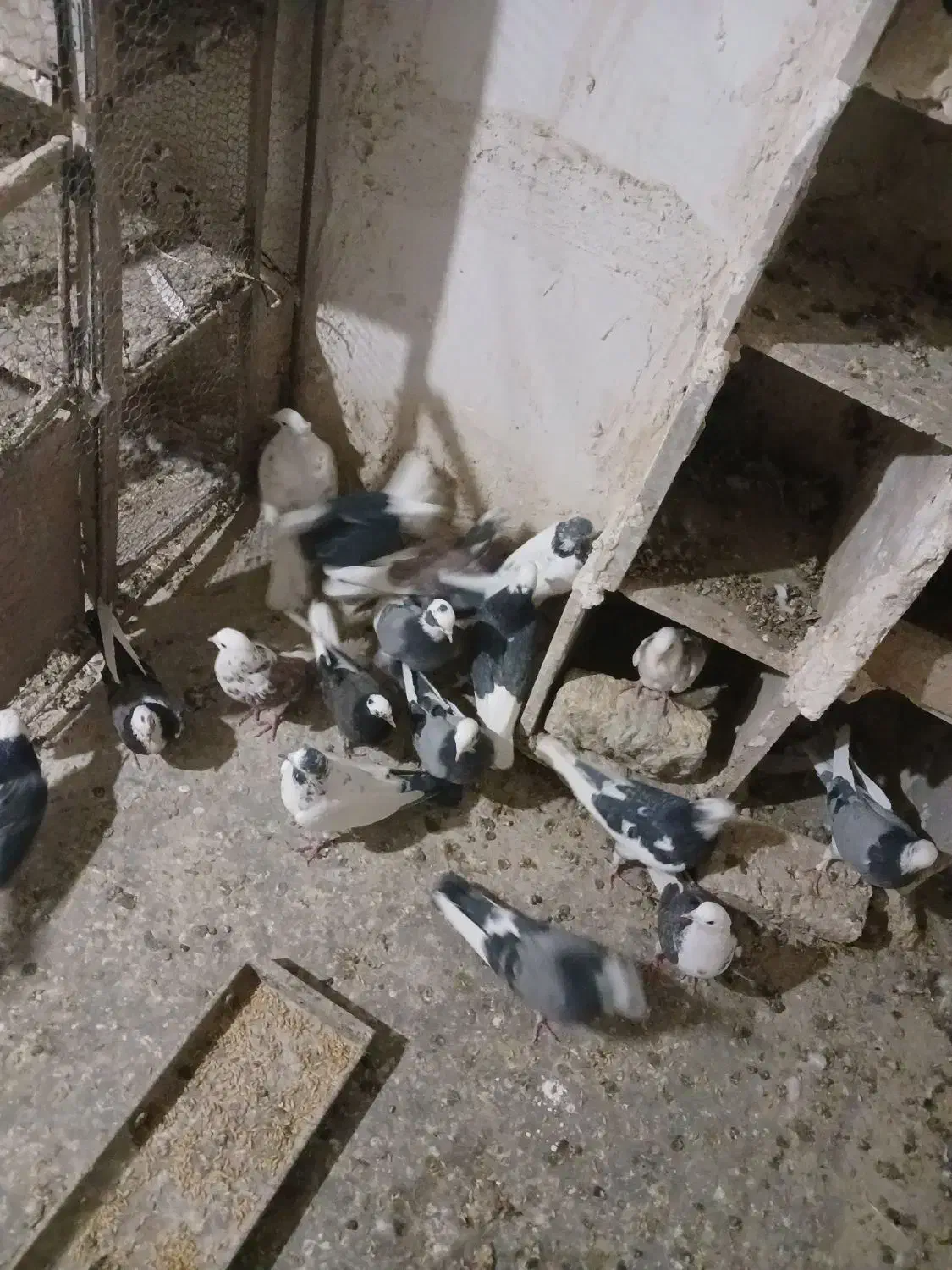 کفتر پرشی|پرنده|محلات, |دیوار