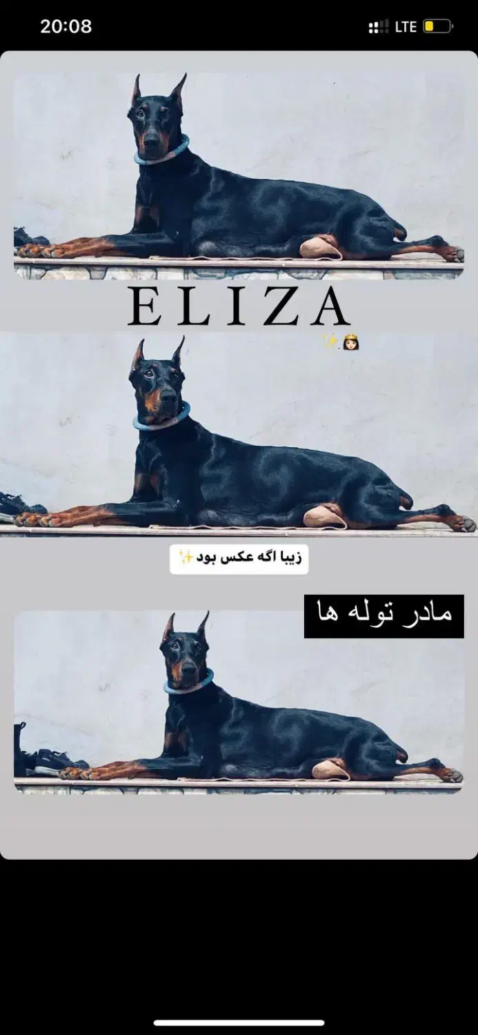 سگ ماده دوبرمن|سگ|چاف و چمخاله, |دیوار