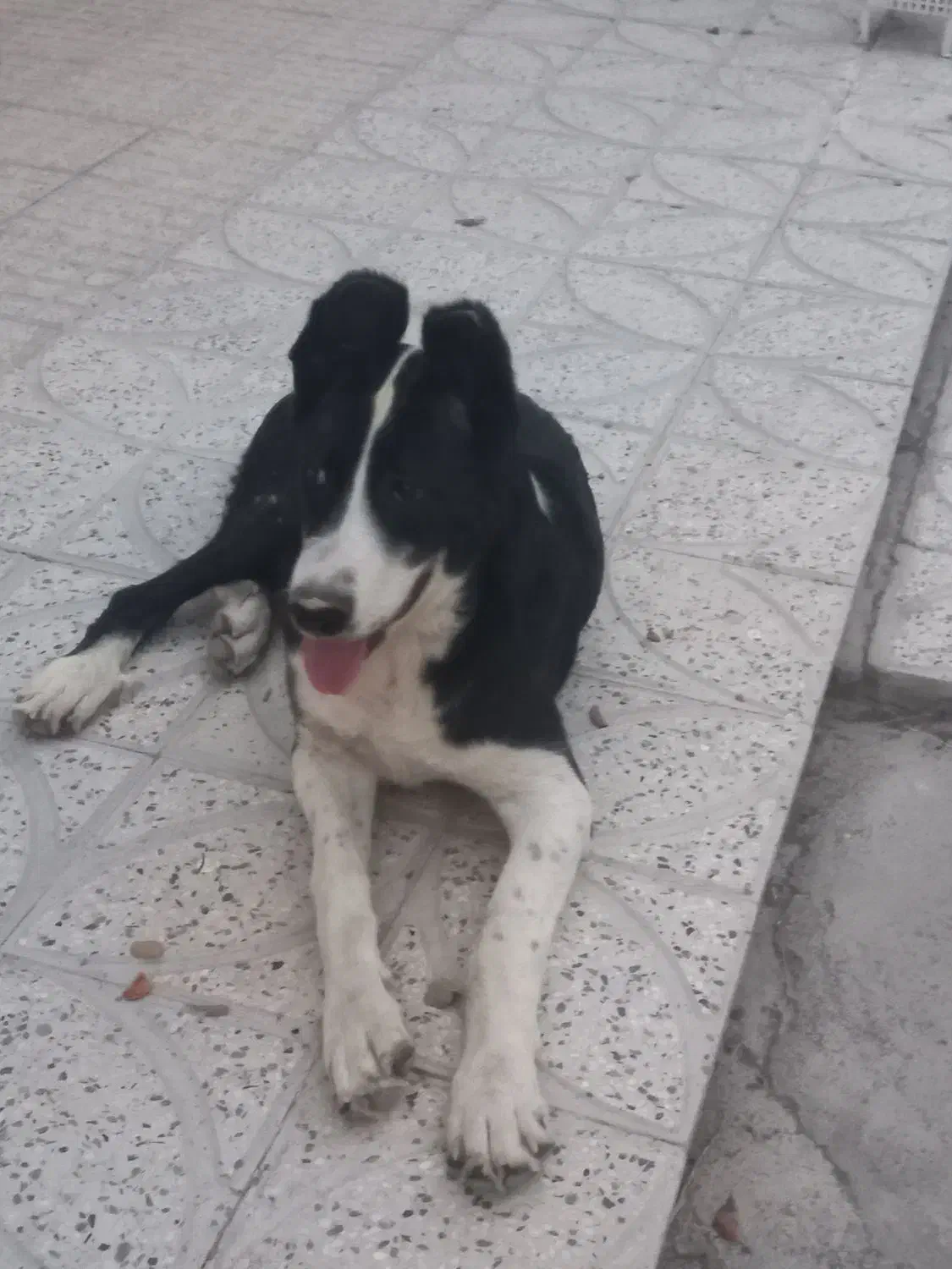 یک جفت سگ|سگ|خوانسار, |دیوار