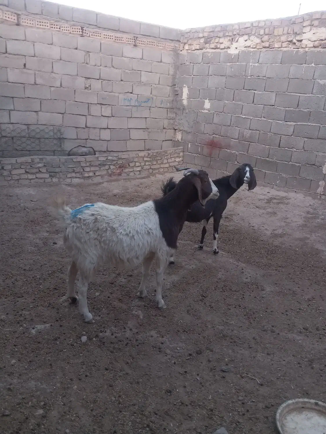 بز آبستن|حیوانات مزرعه|تربت جام, معدآباد|دیوار