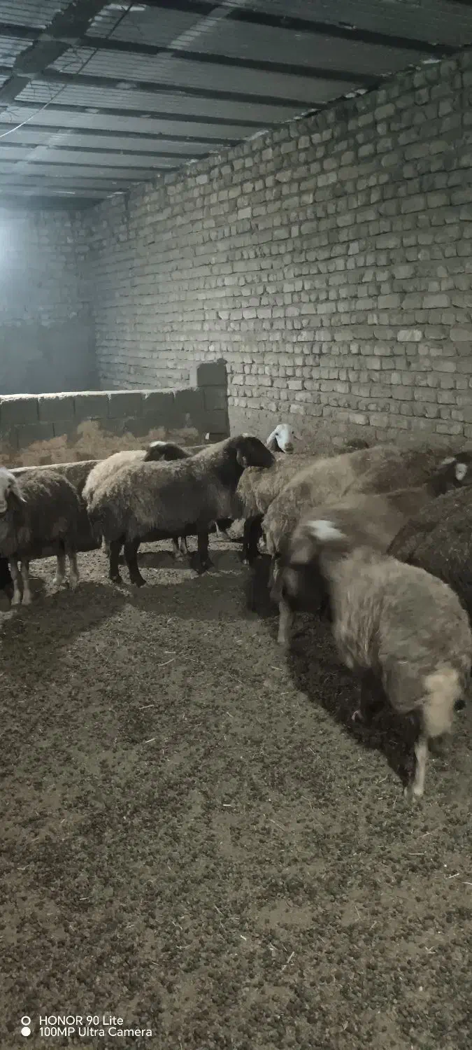 گوسفند داشتی|حیوانات مزرعه|خوانسار, |دیوار