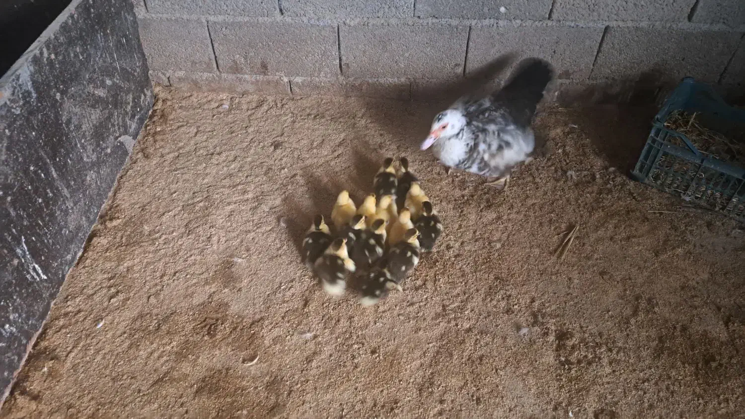 جوجه اردک به همراه مادر|حیوانات مزرعه|آمل, |دیوار