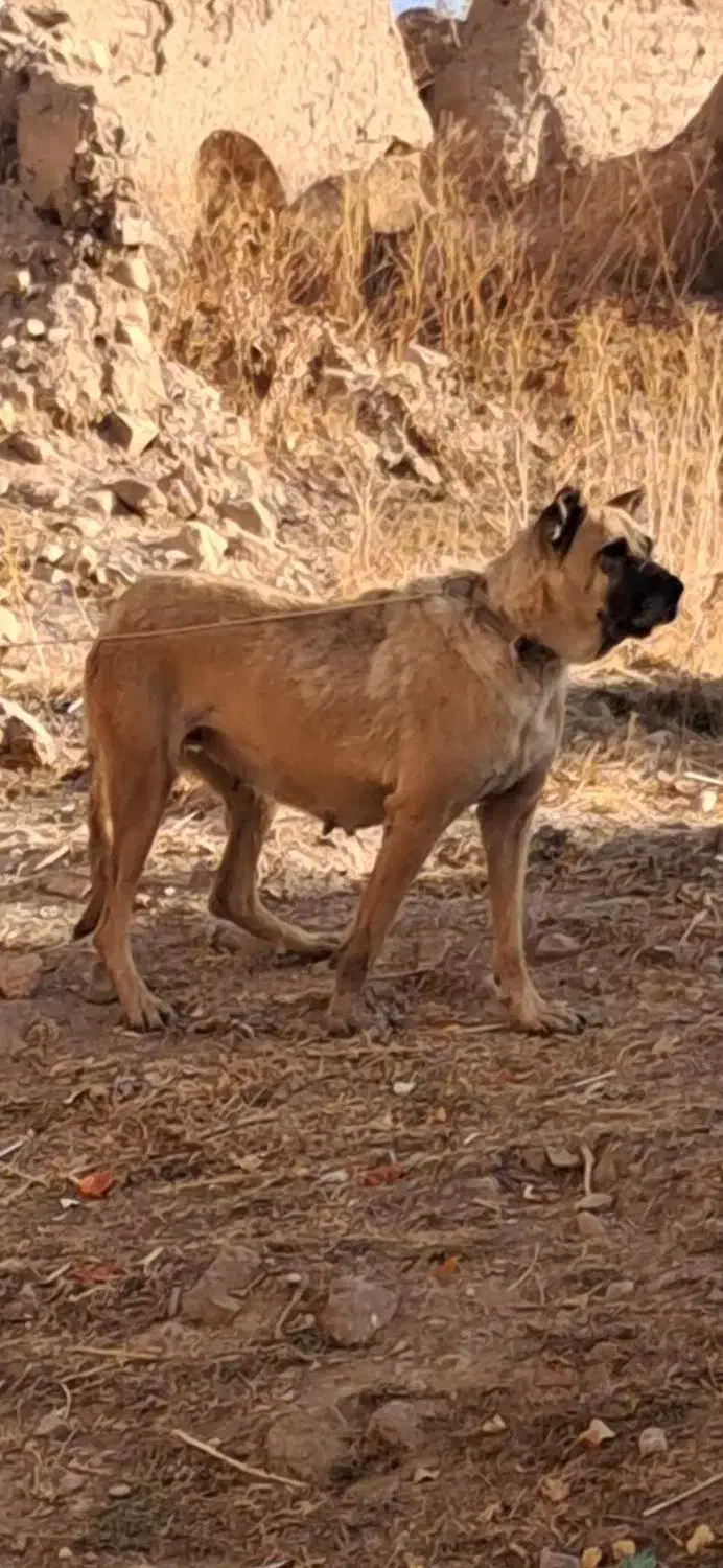 واگذاری سگ ماده سرابی قد ۸۰ سه ساله|سگ|اردبیل, |دیوار