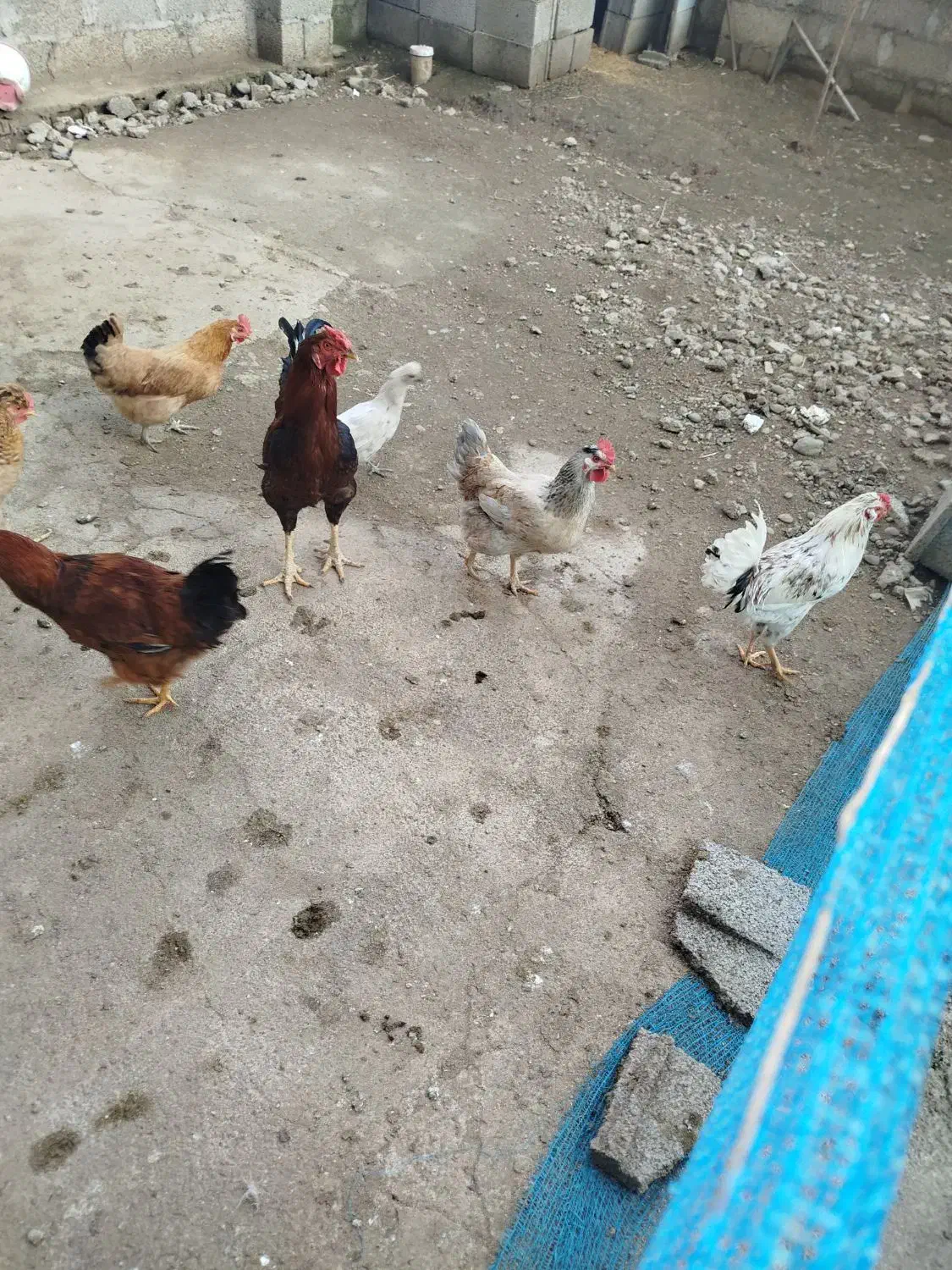 فروش|حیوانات مزرعه|احمدسرگوراب, |دیوار