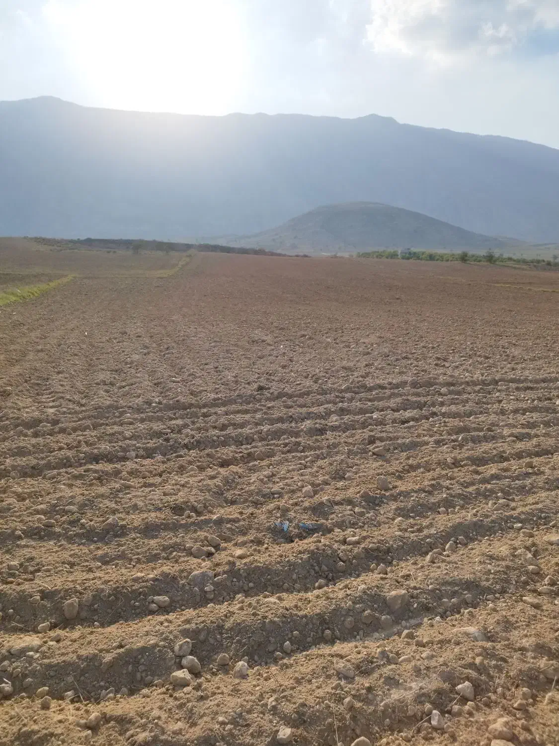 زمین کشاورزی کشت دیم|فروش دفتر صنعتی، کشاورزی، تجاری|کازرون, |دیوار