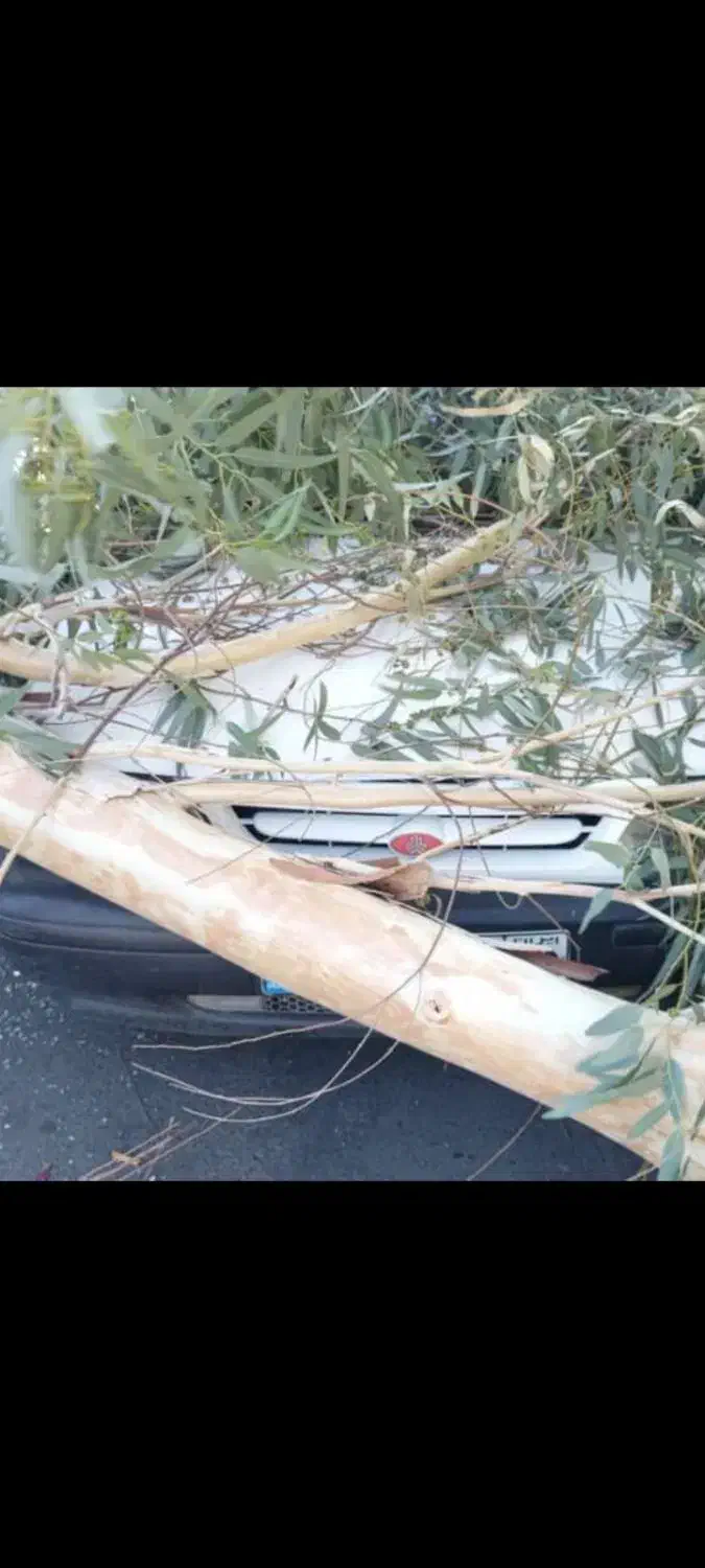 پراد۹۵تمامرنگبخاطرسقوطدرختسمترانندهرنگندا|خودرو سواری و وانت|جیرفت, |دیوار