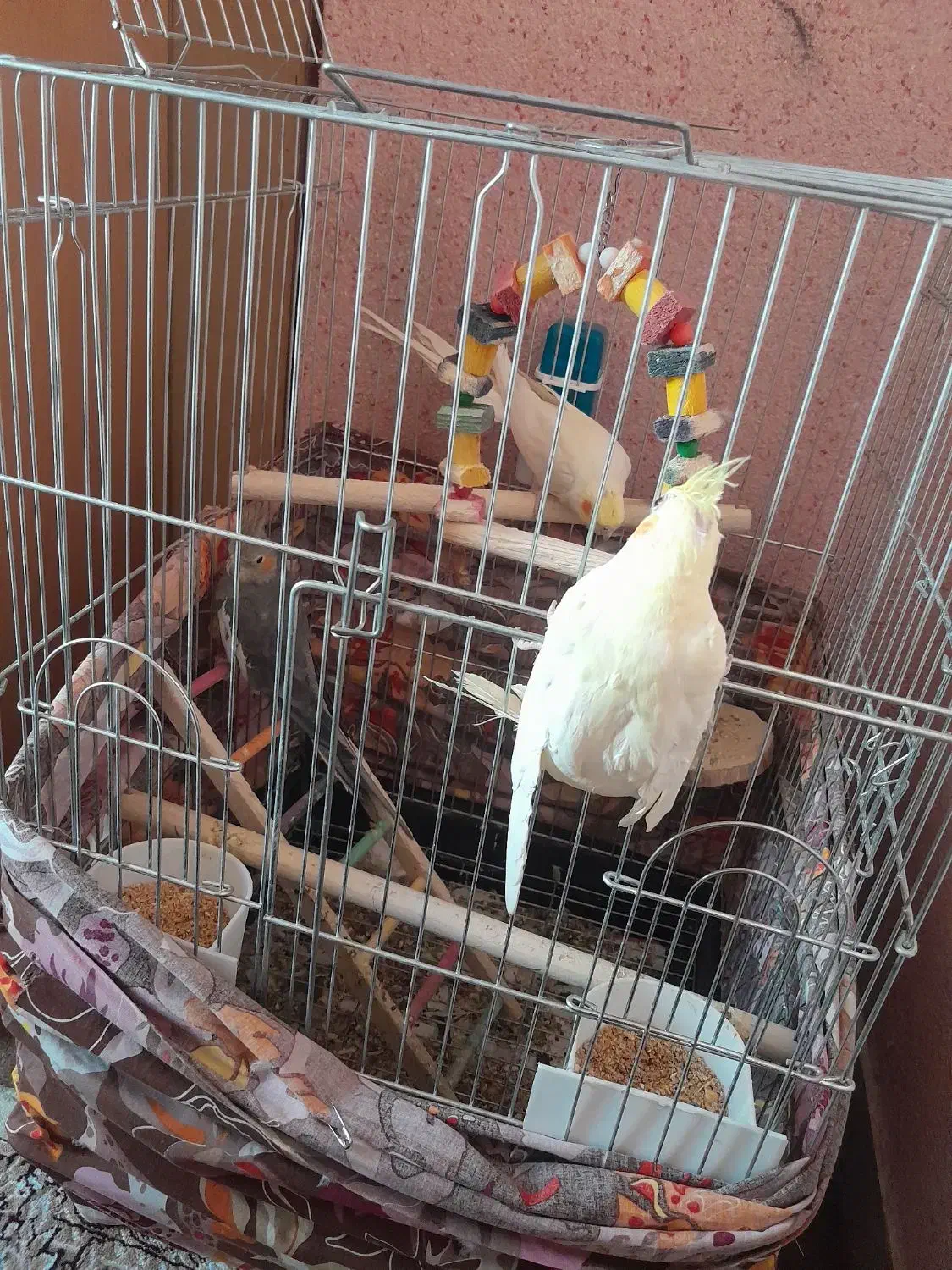 پرنده|پرنده|اسلام‌شهر, شهرک سالور|دیوار