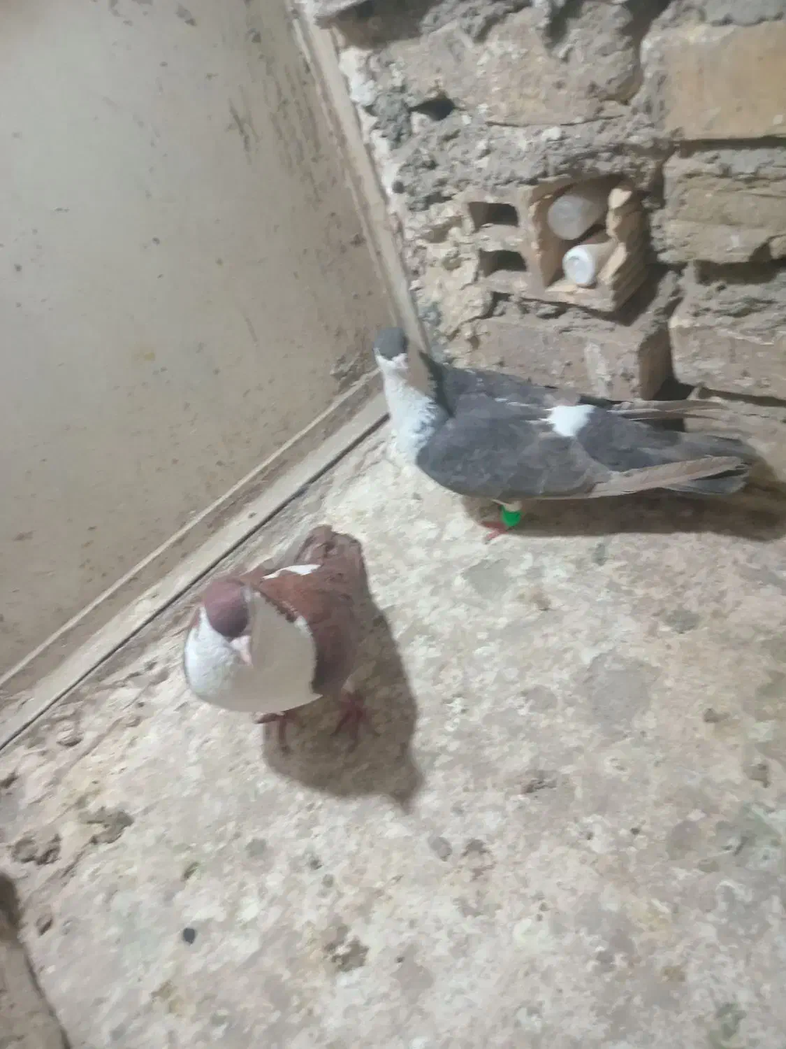 کبوتر|پرنده|مشهد, رضاییه|دیوار