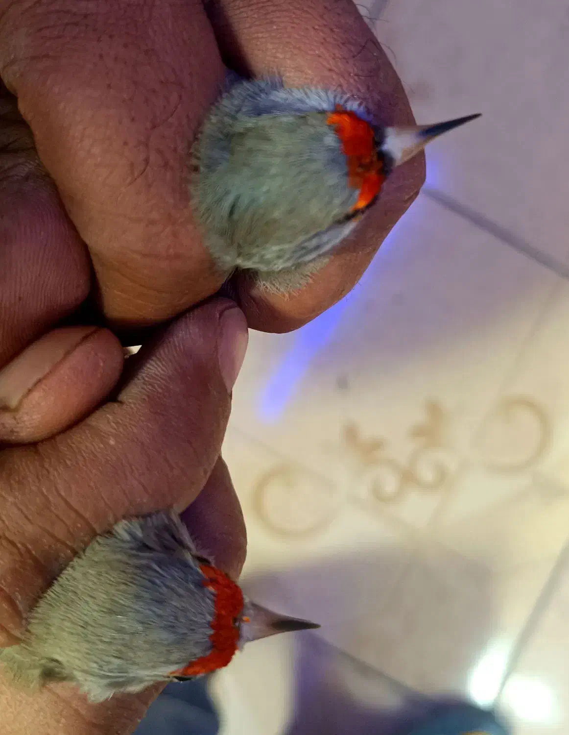 سهره سر سیاه و کرمونی|پرنده|شیراز, گل سرخ|دیوار