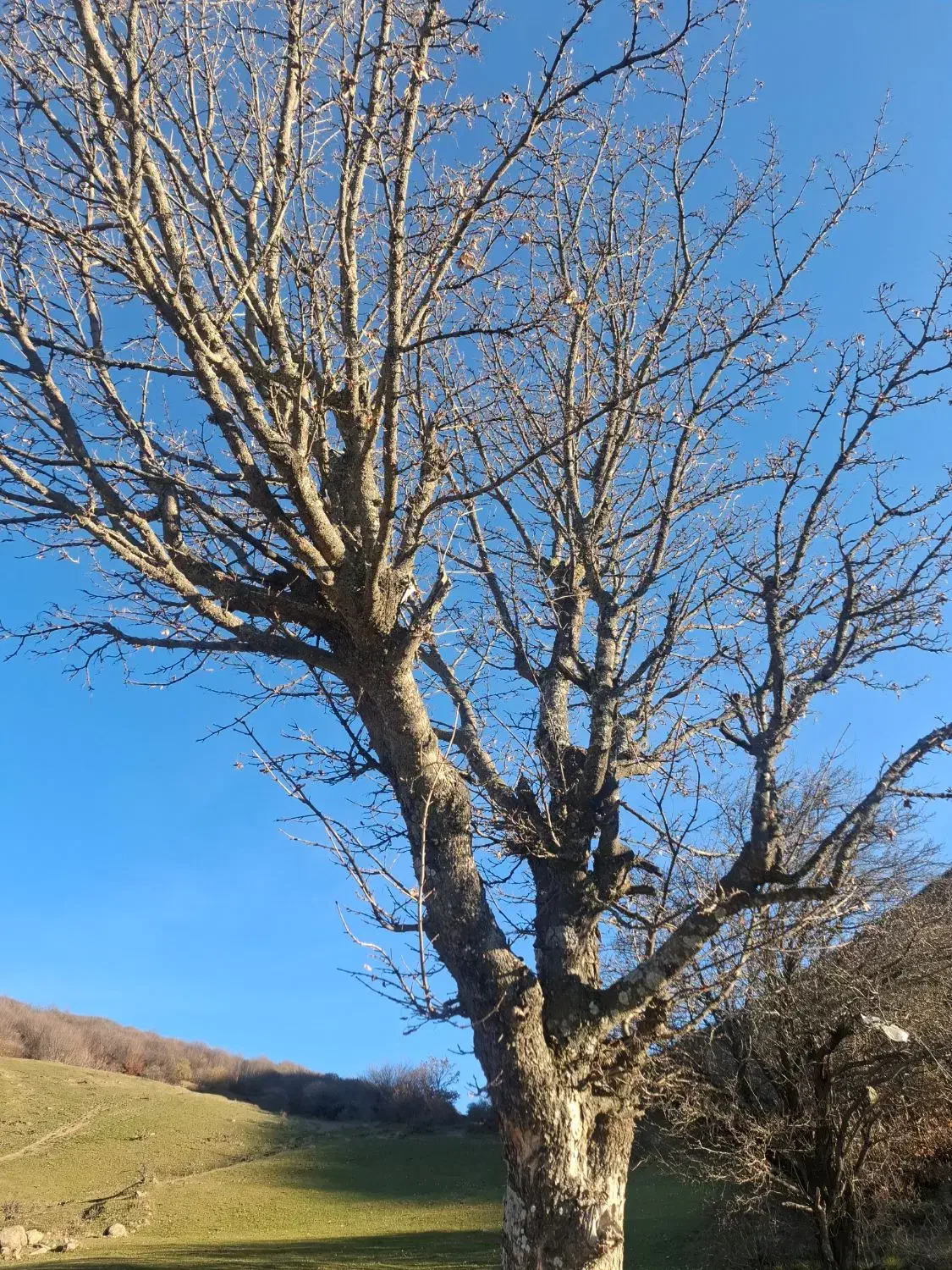 خرید کیوی خرده بار|خدمات باغبانی و درختکاری|عباس‌آباد, |دیوار