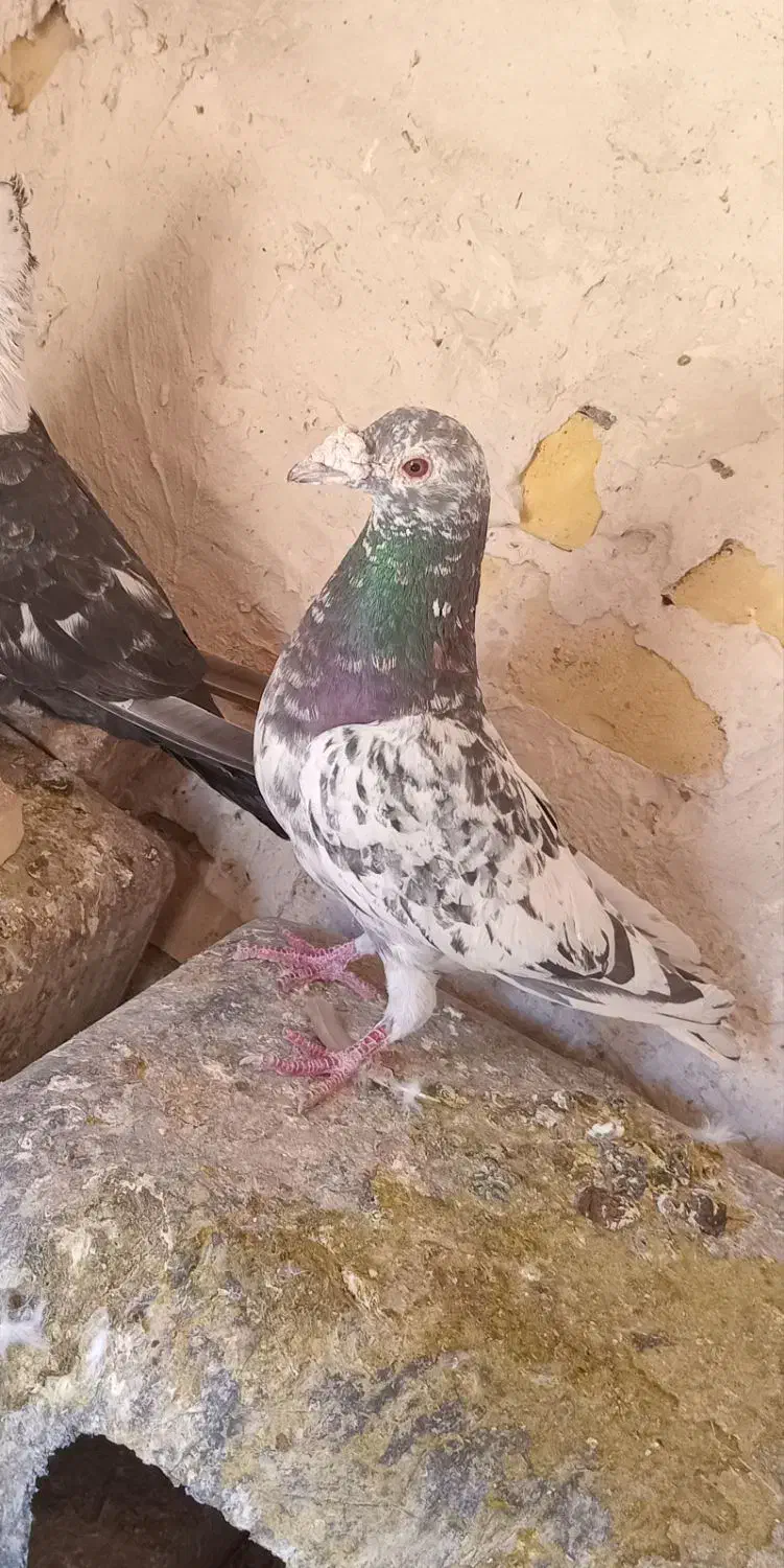 سار‌سبز‌نر‌‌فروشی|پرنده|تربت جام, تیپ ۳۸ زرهی تربت جام|دیوار