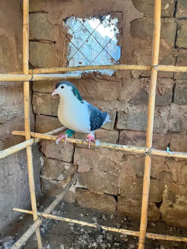 ساده امری و سبز|پرنده|سبزوار, امیر کبیر|دیوار