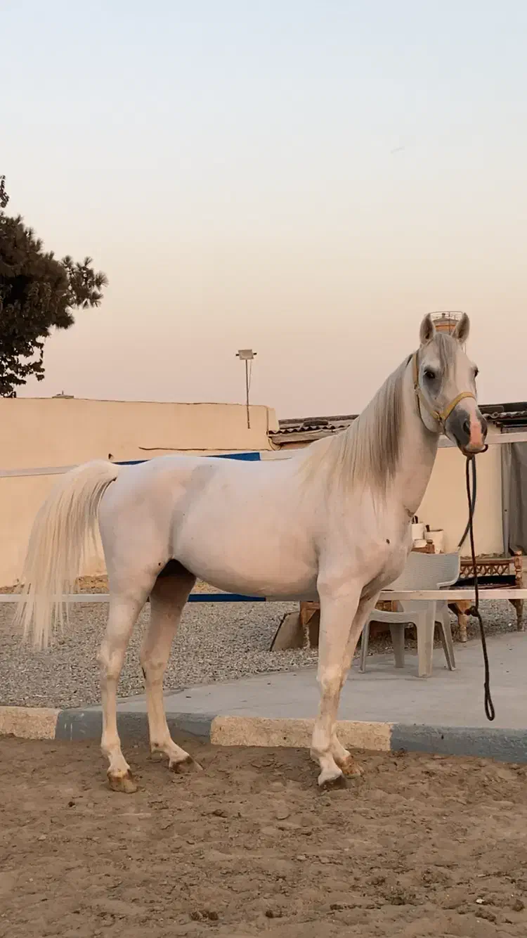 اسب کرد|اسب و تجهیزات اسبسواری|ری, علایین|دیوار