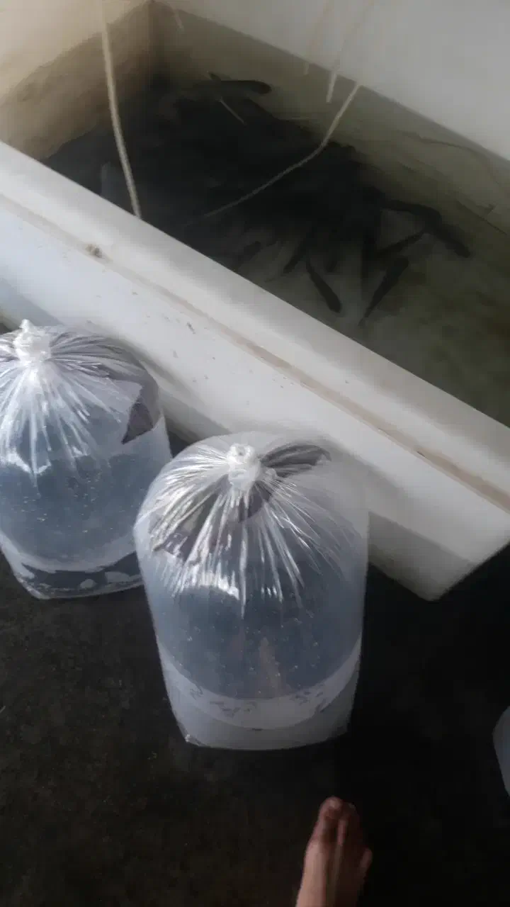 بچه ماهی کپور|ماهی|سنگر, |دیوار