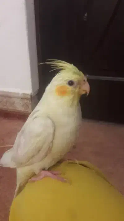 عروس هلندی گم شده تامین اجتماعی باشگاه رویین تن|حیوانات|بهبهان, |دیوار