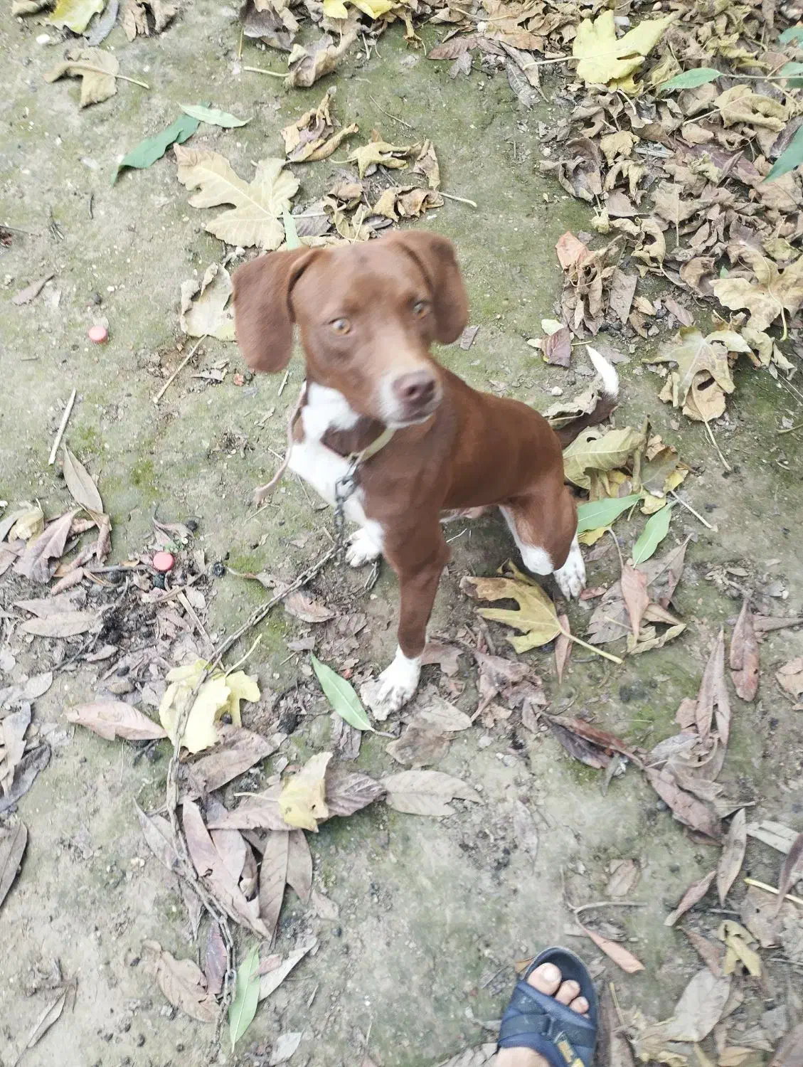 دنبلان یاب حرفه ای|سگ|کلاله, |دیوار