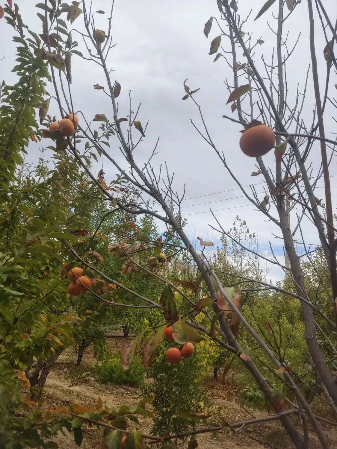 فروشنده واقعی  باغ شهری 750متری|فروش زمین و ملک کلنگی|شیراز, سجادیه|دیوار