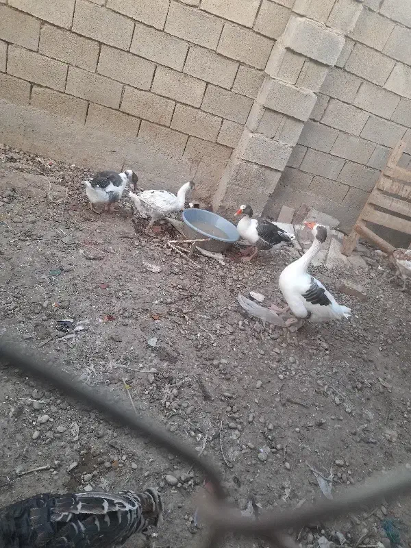 ۴عدد غاز|حیوانات مزرعه|رامشیر, |دیوار