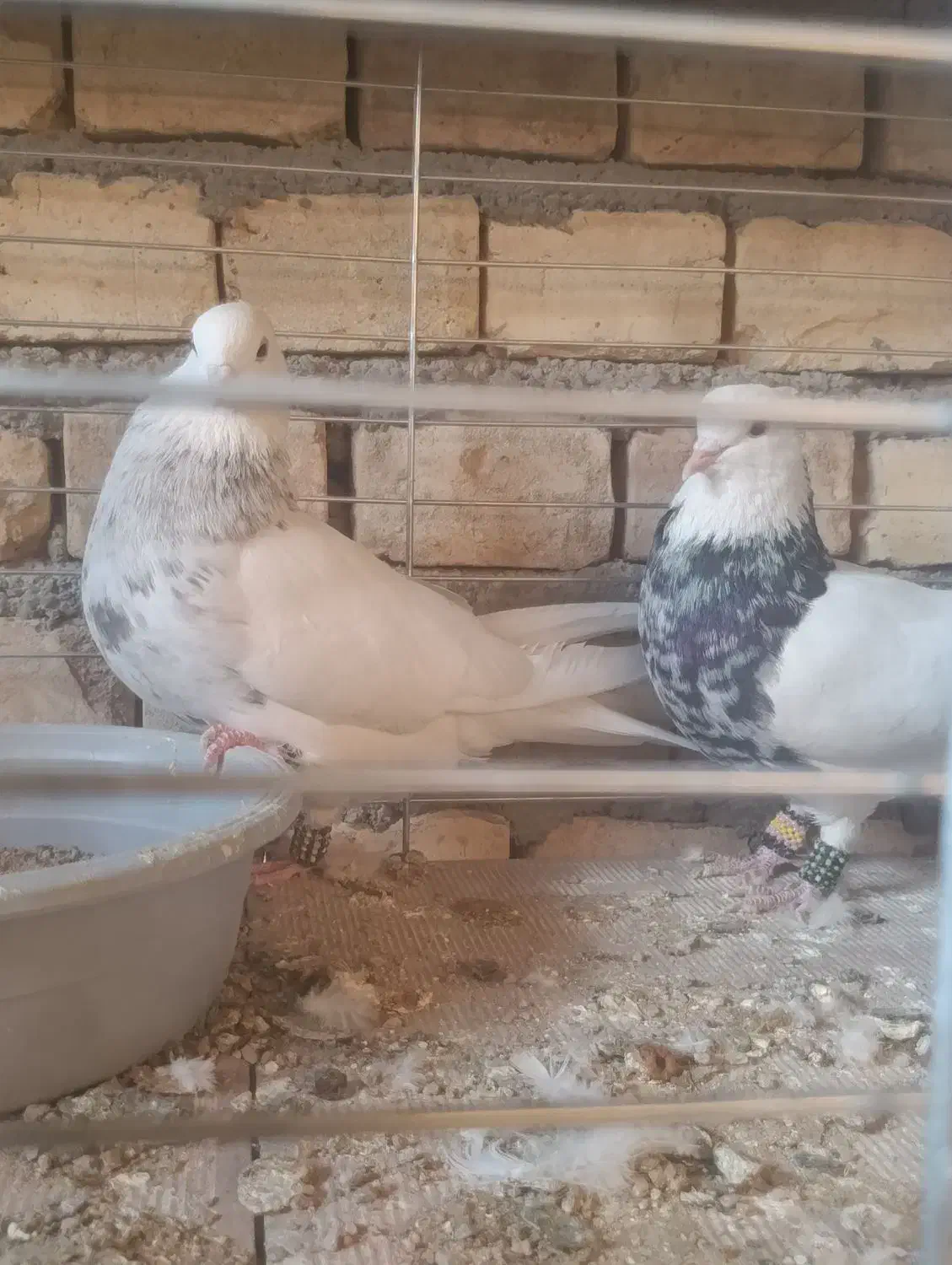 سرور طوقی|پرنده|حمیدیا, |دیوار