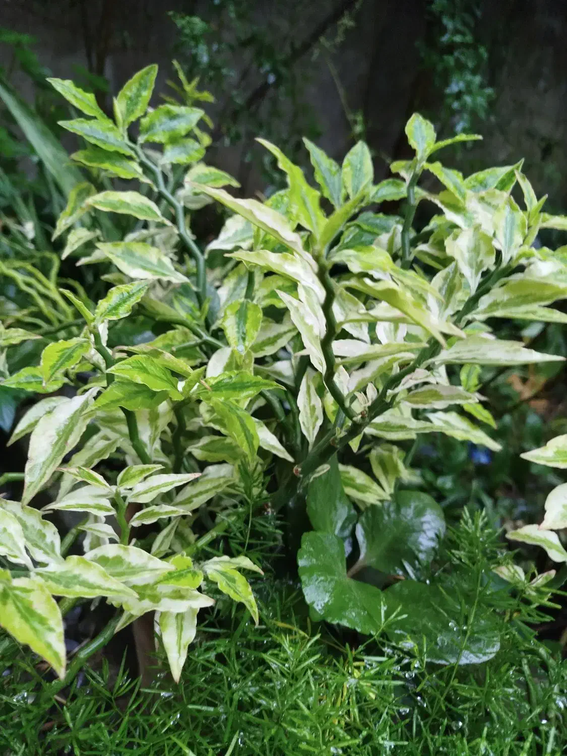 گل قاشقی وگل پدیلانتوس|گل و گیاه طبیعی|لاهیجان, لاشیدان|دیوار