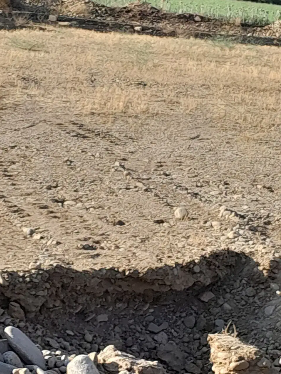 فروش گاو داری  در محدوده روستای نجار . کشاورز|فروش دفتر صنعتی، کشاورزی، تجاری|شاهین دژ, |دیوار