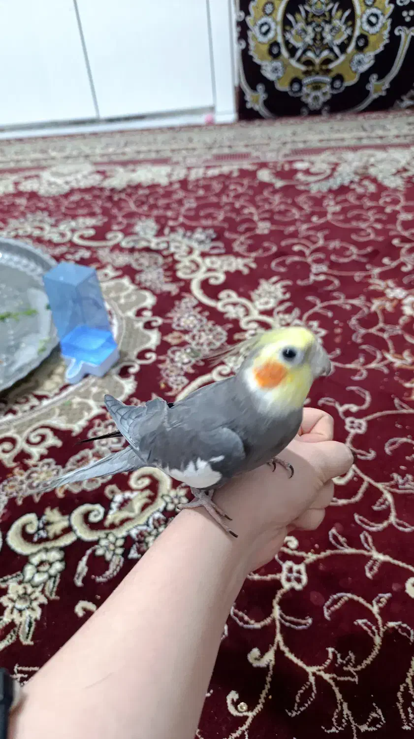 عروس هلندی مولد سخنگو|پرنده|دماوند, مسکن مهر گیلاوند|دیوار