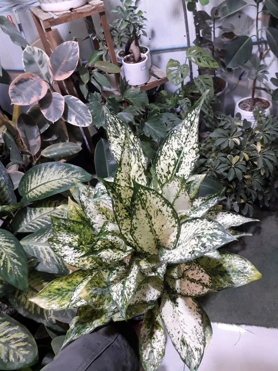 گل طبیعی...|گل و گیاه طبیعی|قوچان, |دیوار