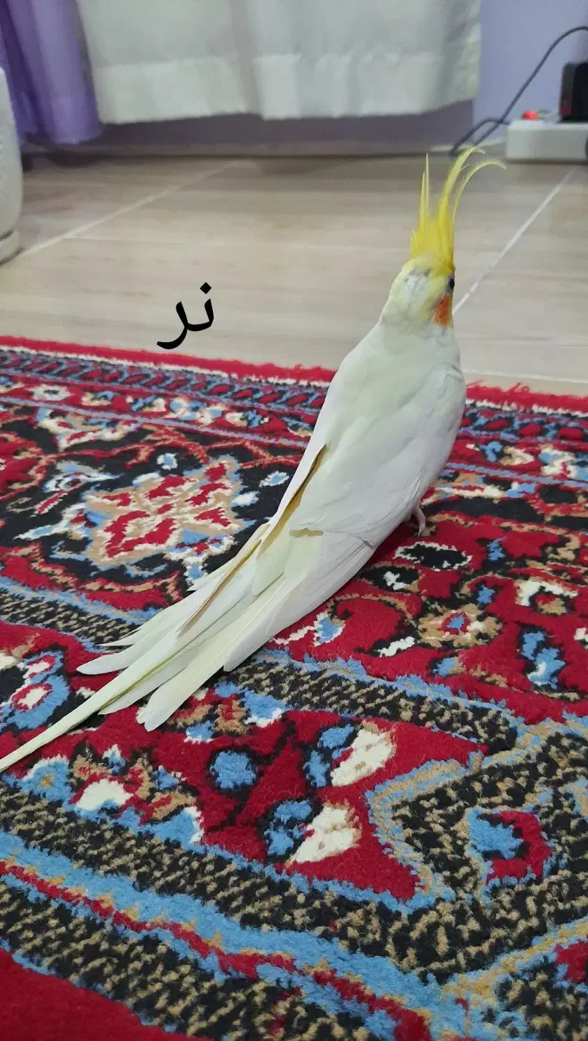 جفت عروس هلندی لوتینو مولد|پرنده|لنگرود, |دیوار