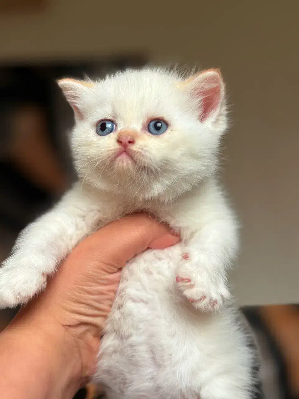 بریتیش شورت هیر|گربه|رشت, منظریه|دیوار