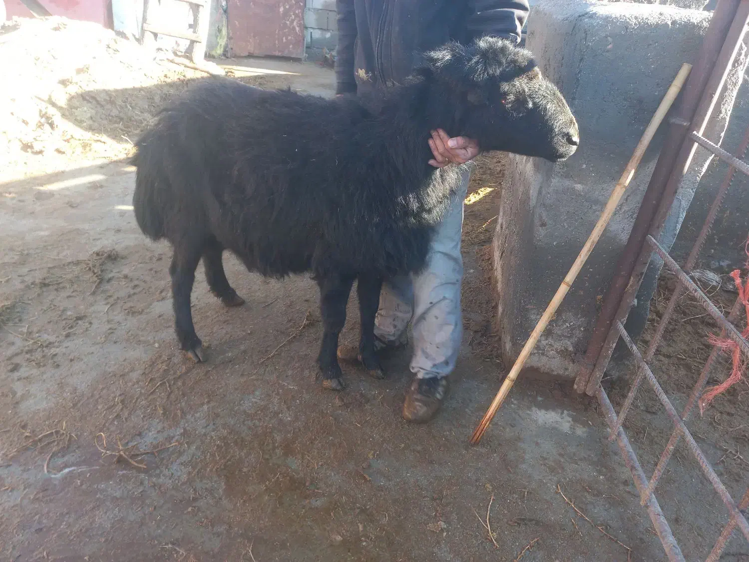 قوچ قره قزل|حیوانات مزرعه|لیلان, |دیوار