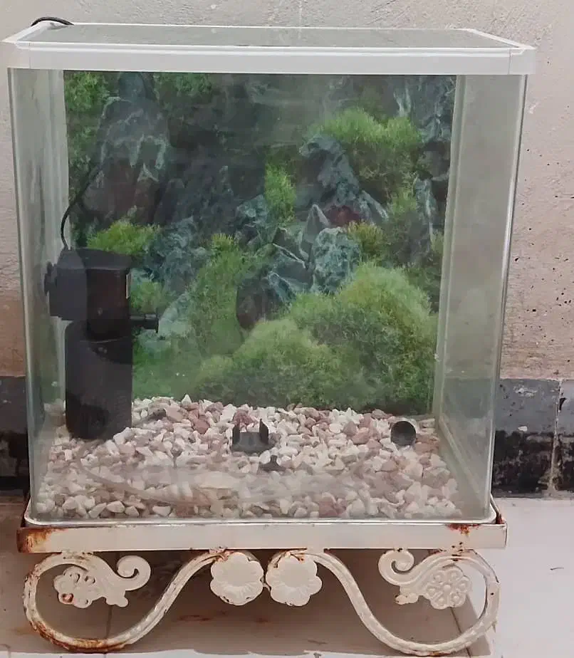 آکواریوم با پمپ آب و لامپ و سنگ تزئینی|ماهی|اهواز, دانشگاه چمران|دیوار