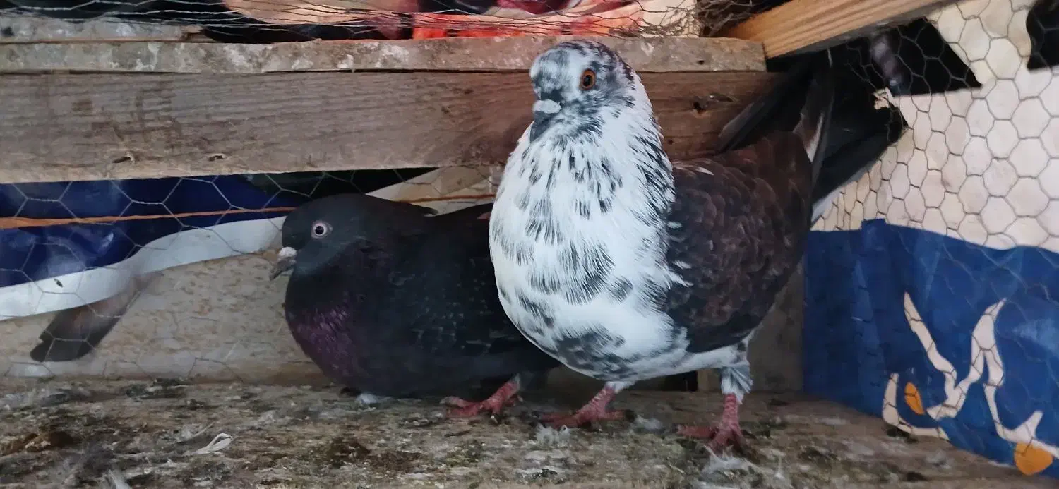 کبوتر های پرشی سالم ب تضمین|پرنده|املش, |دیوار