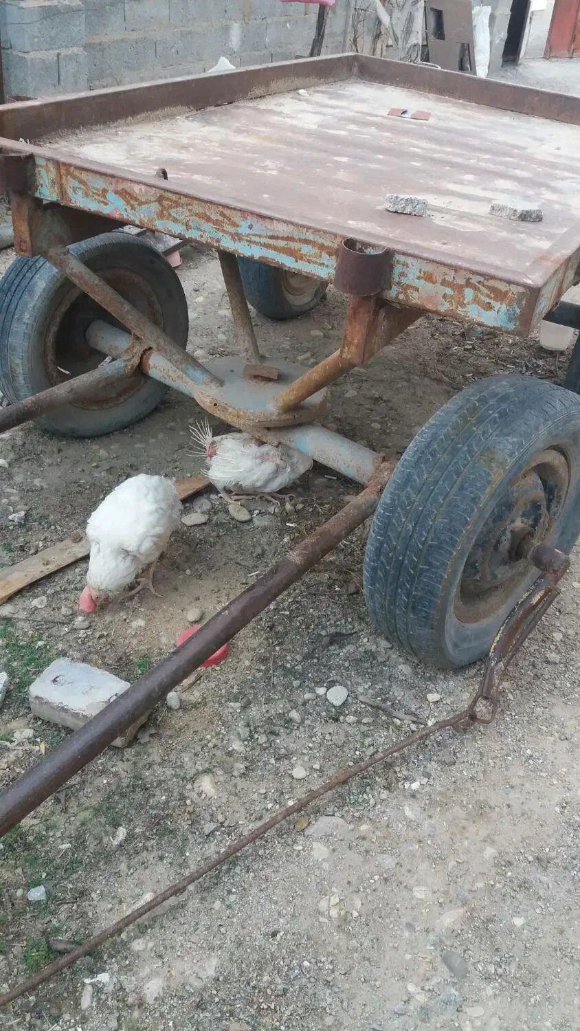 گاریسالم|عمدهفروشی|بناب, |دیوار