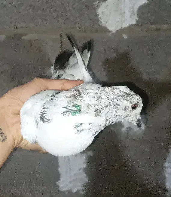 کبوتر کفتر جوجه|پرنده|صومعه‌سرا, |دیوار