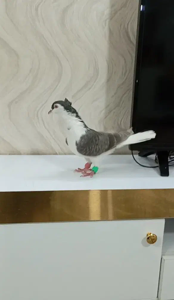 ساده کاکلی ماده کفتر بوم تیر|پرنده|مشهد, مهدی آباد|دیوار