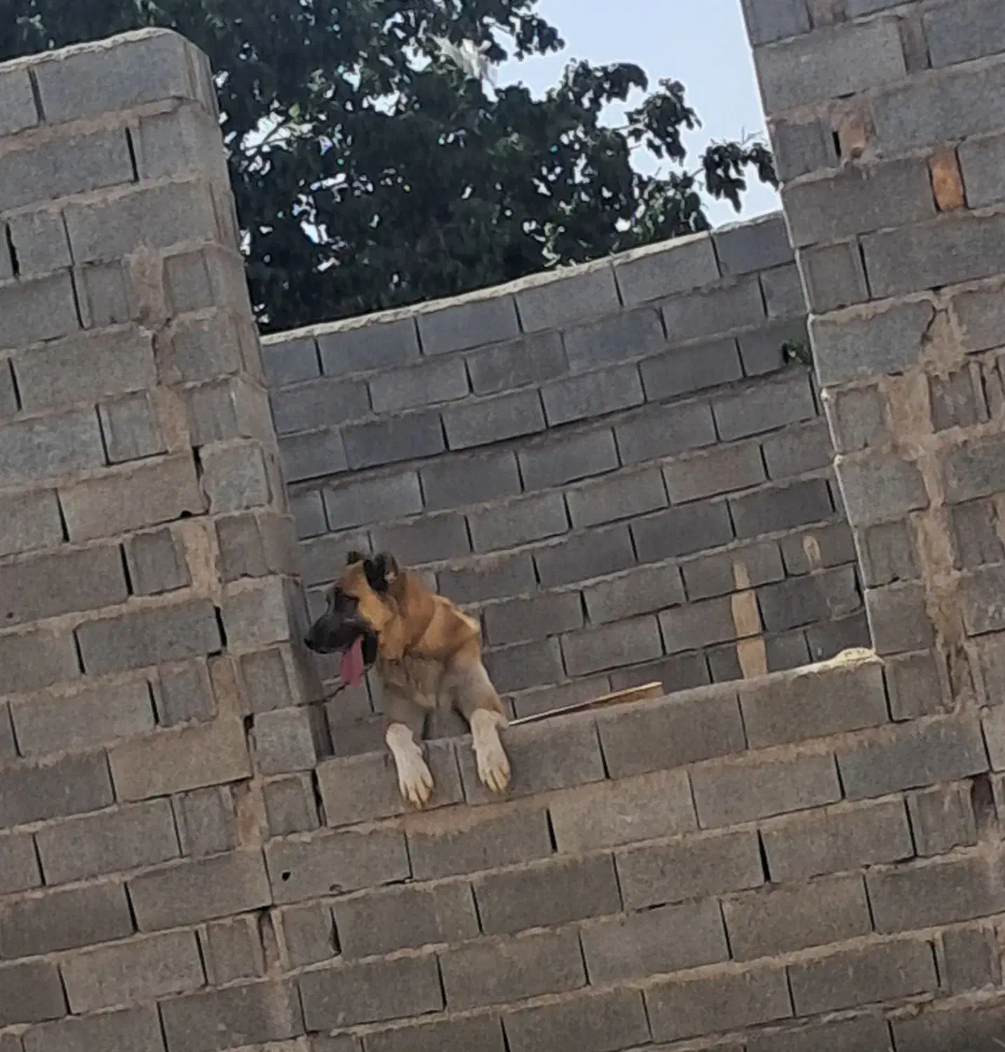 واگذاری سگ سرابی|سگ|قزوین, |دیوار