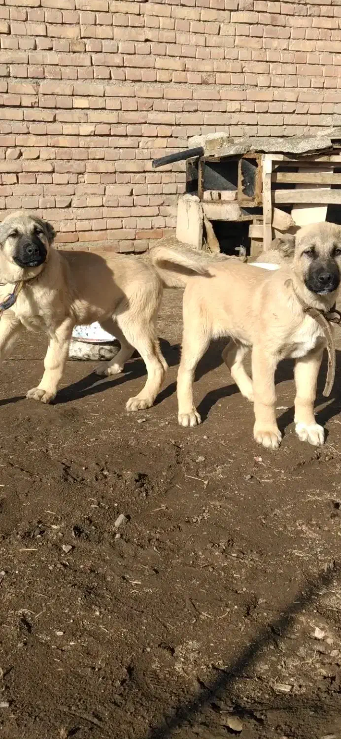 کانگال|سگ|دشتک, |دیوار