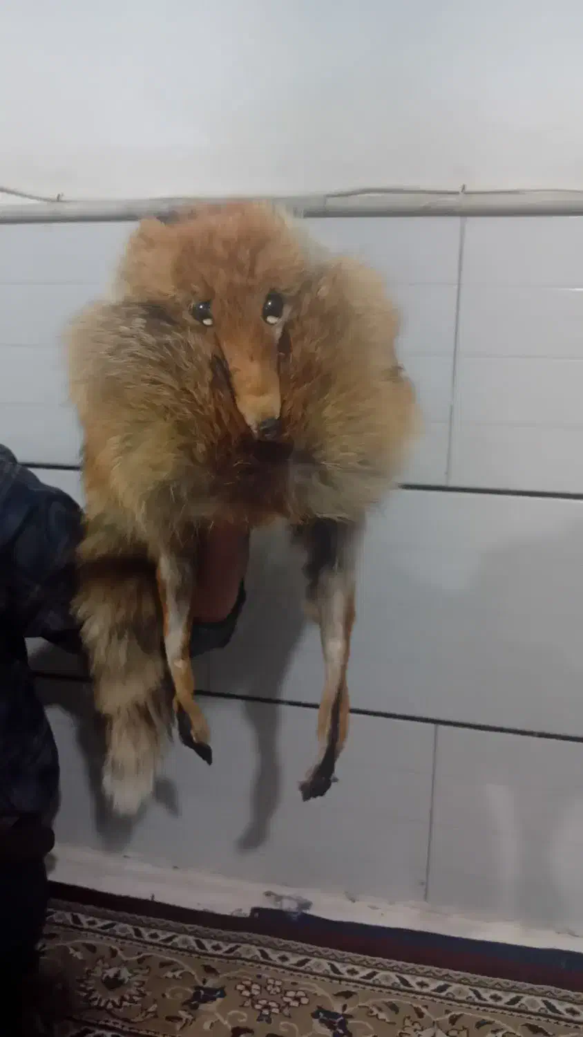 کلاه|لباس|ساوه, |دیوار