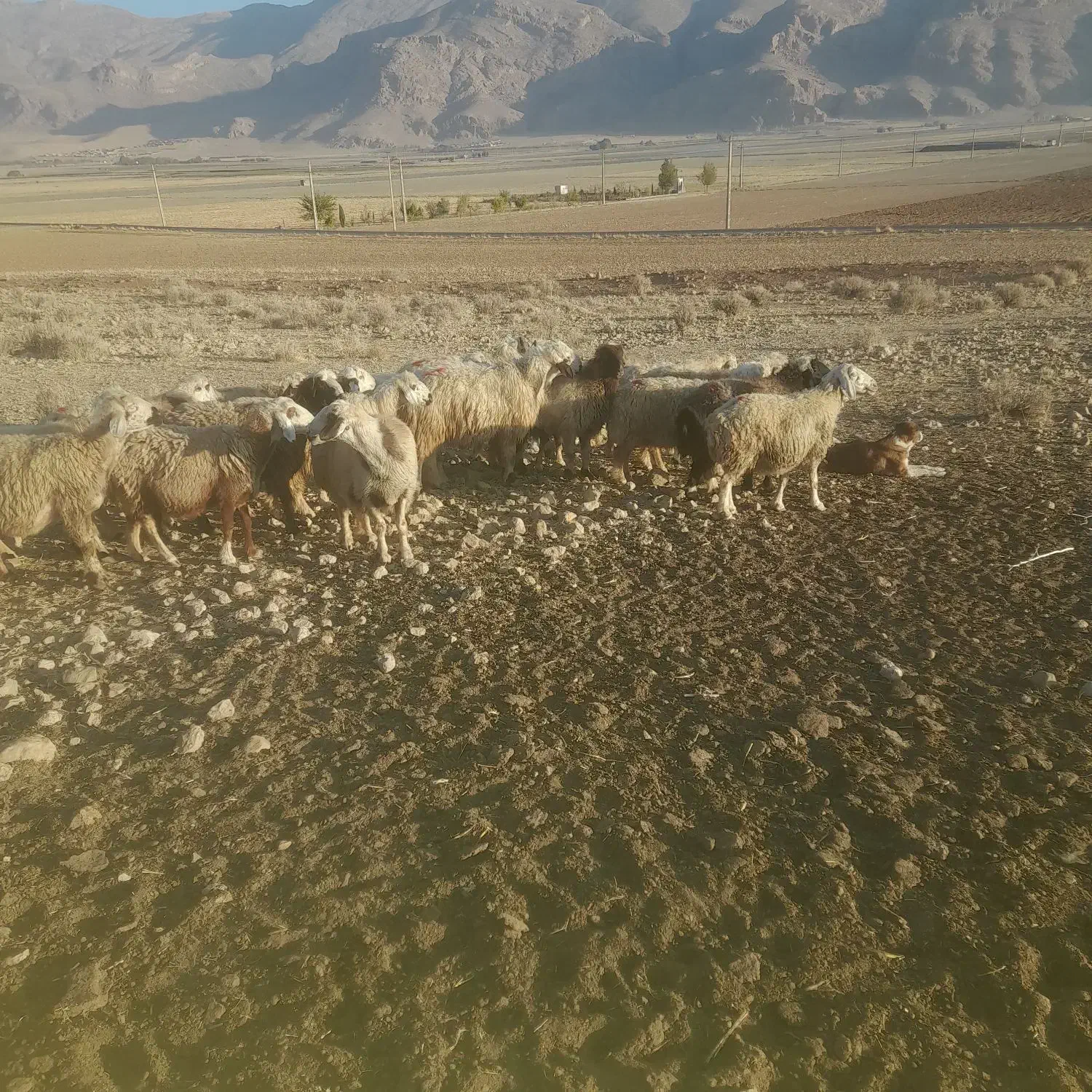 میش درجه یک|حیوانات مزرعه|مرودشت, نقش رستم|دیوار