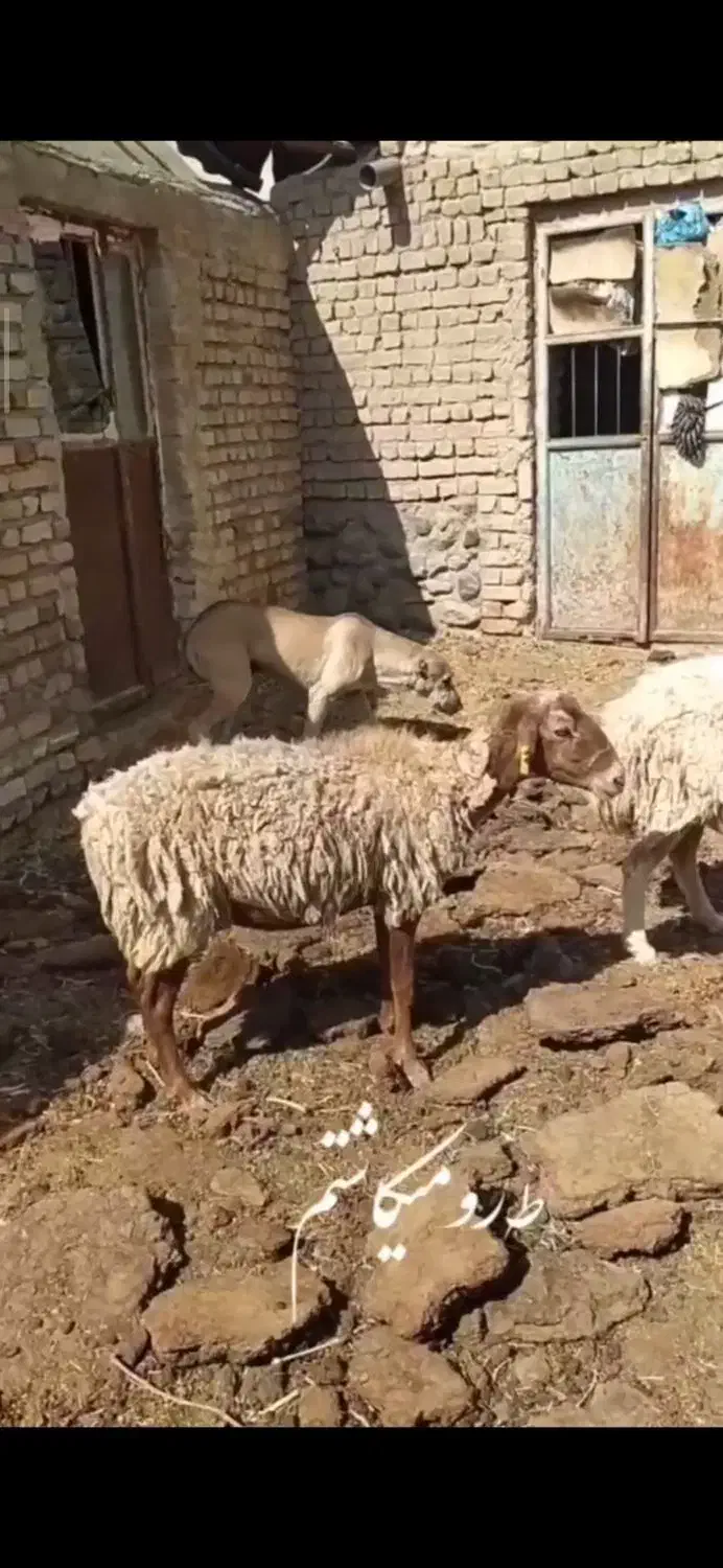 بز .میش ابستن .میش بدون بره|حیوانات مزرعه|بردسکن, |دیوار