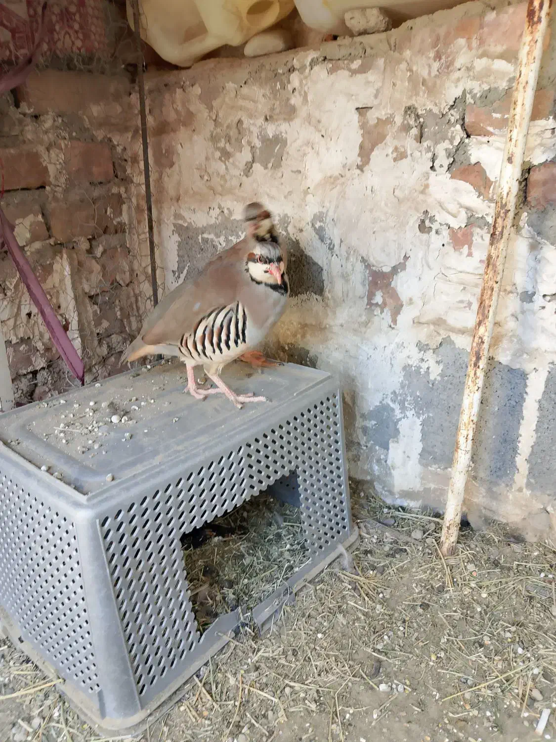 اسباب بازی بچه مرغ|اسباب‌بازی بچه|ایرانشهر, |دیوار