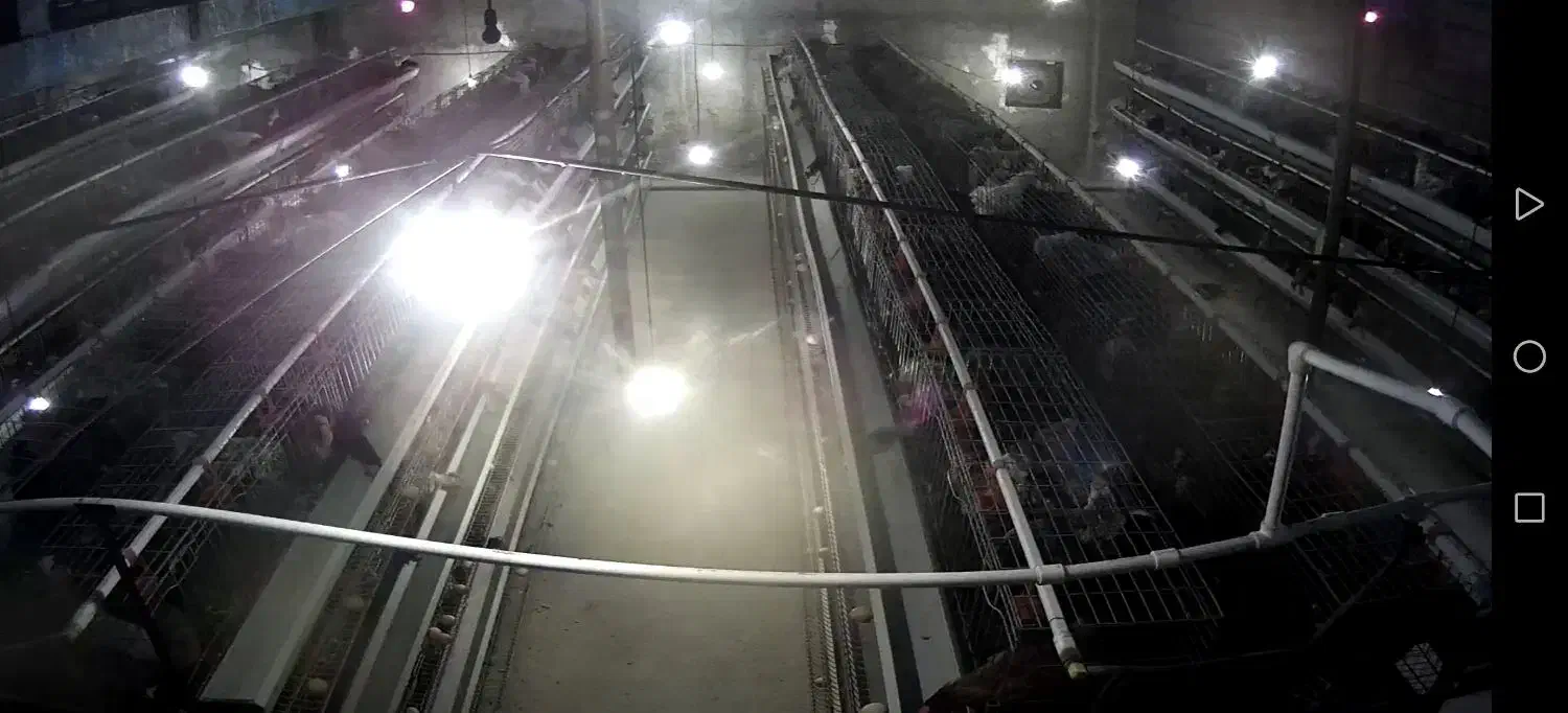 یه واحد مرغداری بومی|اجارهٔ دفتر صنعتی، کشاورزی، تجاری|اصفهان, شاهزاده ابراهیم|دیوار