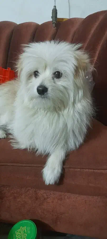 درود ،سگ ماگمشده درپیداکردن آن مارایاری کرده|حیوانات|شیراز, گود عربان|دیوار