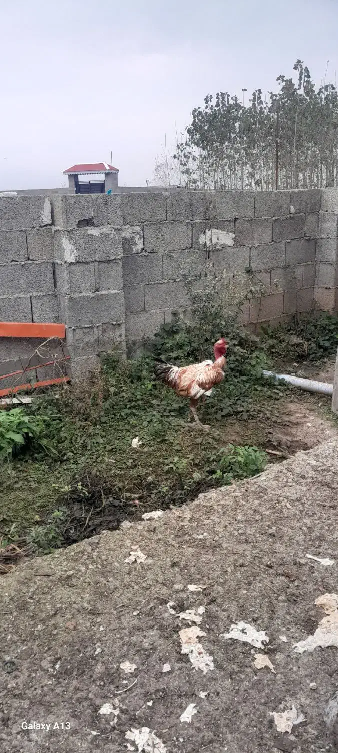 کبابی محلی با خروس لاری دورگ گردن لختی|حیوانات مزرعه|گوراب زرمیخ, |دیوار