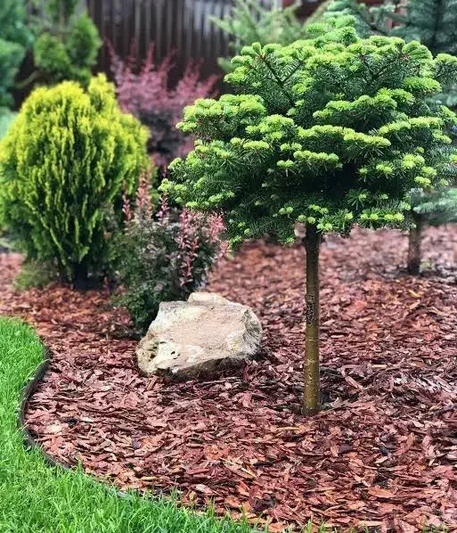 فروش و اجرای مالچ چوب و آبیاری هوشمند قطره ای|خدمات باغبانی و درختکاری|کرمانشاه, |دیوار